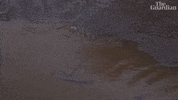Environment Plague GIF by The Guardian