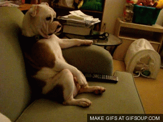 Dog Chilling GIF