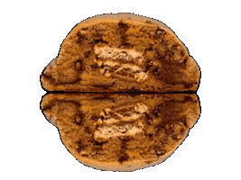fatandweird cookie cookies team cookie fat and weird Sticker