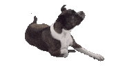 Dog Hund Sticker by Strauss Financial