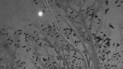 marianthe_loucataris giphygifmaker GIF