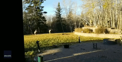 Fearless Cat Confronts Two Mule Deer in Back Yard