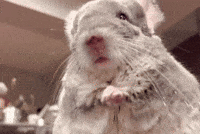 Chinchilla Sue GIF