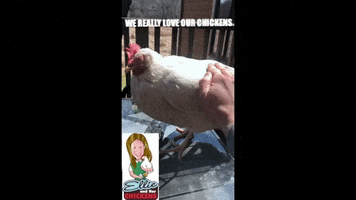 Pets Chickens GIF by Real Food RN
