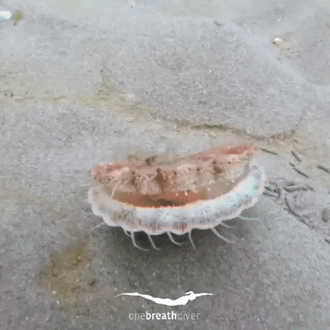 cuteanimalland giphyupload GIF