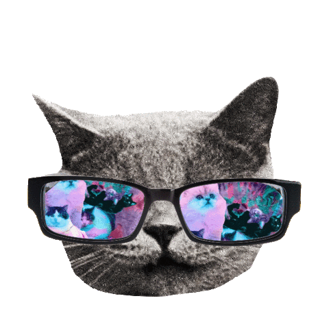 Cat Sunglasses Sticker by imoji