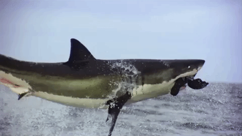 Friday Wow GIF by Shark Week