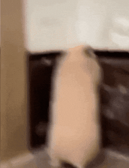 Shock Hamster GIF