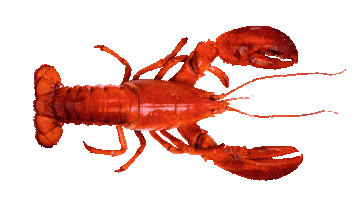 Ocean Lobster Sticker by Neurads