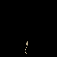 maanivisuals flower spring plant garden GIF