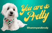 Dog Youre So Pretty GIF by HammyandBrody