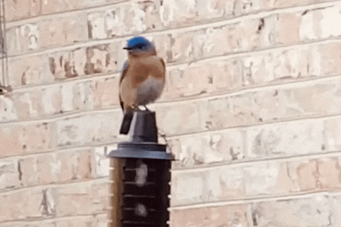 parkercross1 bluebird 31825 GIF