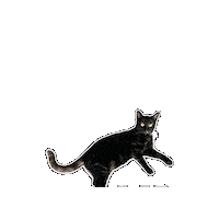 Cat Sticker by Rega Marketing