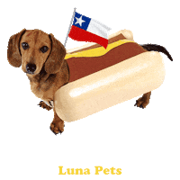 lunapets dog luna perro september Sticker