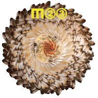 Melt Festival Loop Sticker by MELT