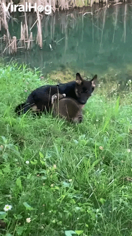 Pups From Different Paths Play Together GIF by ViralHog
