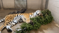 Tiger Can't Get Enough of Cinnamon-Scented Pine Tree