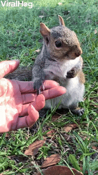 Friendly Squirrel Sits With Human Who Rescued Him