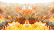 GIF by Leo Pyrata