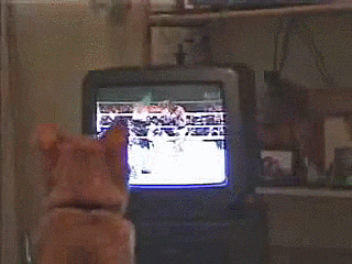 cats boxing GIF by Cheezburger