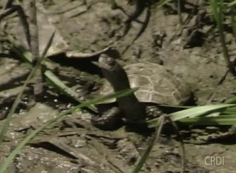 Tortoise GIF by CRDI. Ajuntament de Girona