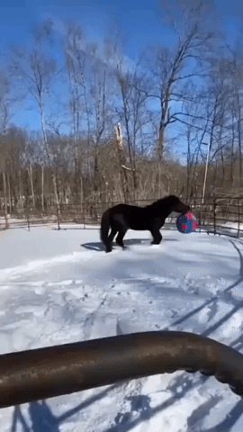 'Like a 1,500-Pound Dog': Connecticut Stallion Loves Giant Ball