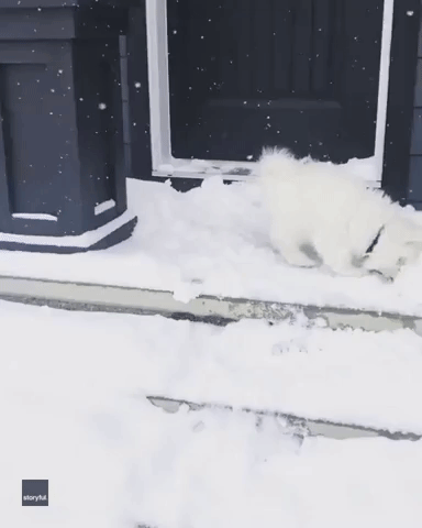 Excited Samoyed Loses His Mind Over Canadian Snowfall