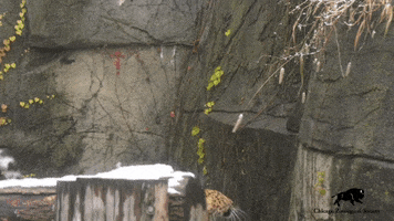 BrookfieldZoo cat jump play attack GIF