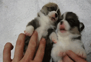 dog puppies GIF