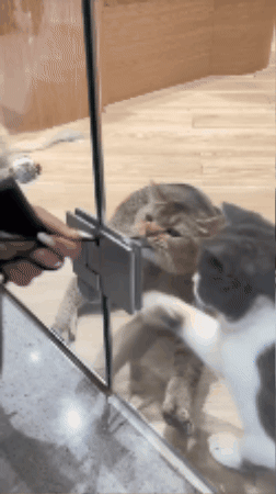 cuteanimalland giphygifmaker GIF