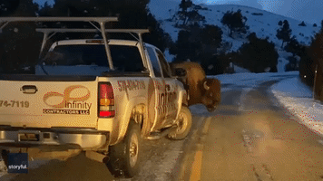 'I Want to Go Home': Big Bison Blocks Traffic in Yellowstone