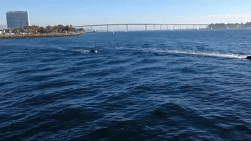 Shark-Shaped Electronic Boat Rides Across San Diego Bay