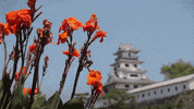 japan flowers GIF by SoulPancake
