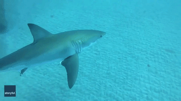  Snorkeler Touches Great White Shark
