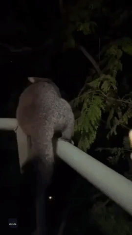 Possum Disappears Into the Night After Grabbing Apple Treat