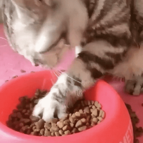 cuteanimalland giphyupload GIF