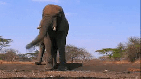 Elephant Bath GIF by PBS