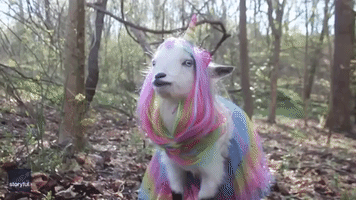 Not So Rare, Then: Tennessee Farmer Dresses Her Goat as a 'Goaticorn'
