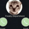 Cat Kitty GIF