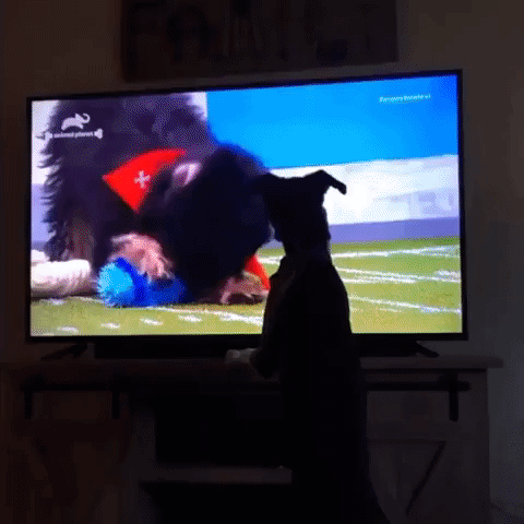 Parker the Pup Blocks TV From View During Puppy Bowl
