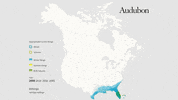 anhinga GIF by audubon