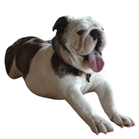 English Bulldog Yoga Sticker by McMinnville Economic Development Partnership