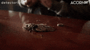 Mackenzie Crook Lol GIF by Acorn TV