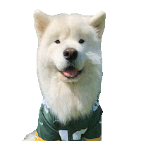 Packers Samoyed Sticker