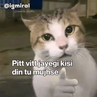 Cat Meme GIF