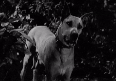 classic film cockeyed cavaliers GIF by Warner Archive