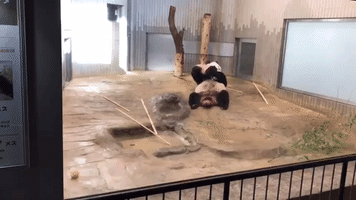 Adorable Baby Panda Plays With Mother During Debut at Tokyo Zoo