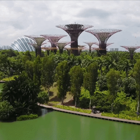 BaeBees giphyupload nature singapore botanical gardens GIF
