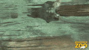 River Otter Hello GIF by Brookfield Zoo