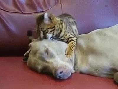 lovers GIF